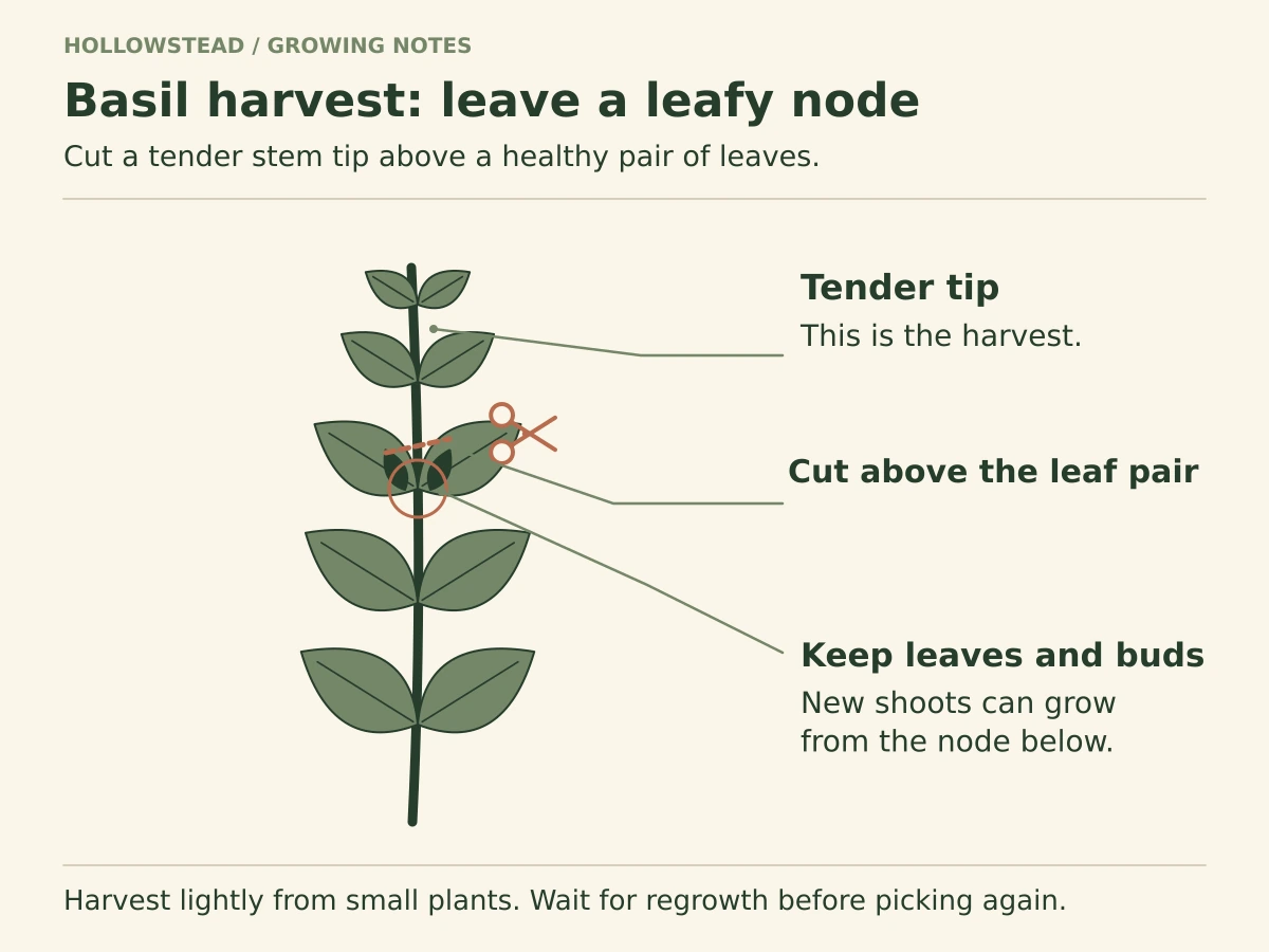 Basil stem with opposite leaf pairs. A tip harvest cut is marked just above a node, leaving the lower leaf pair and its small axillary buds attached for regrowth.