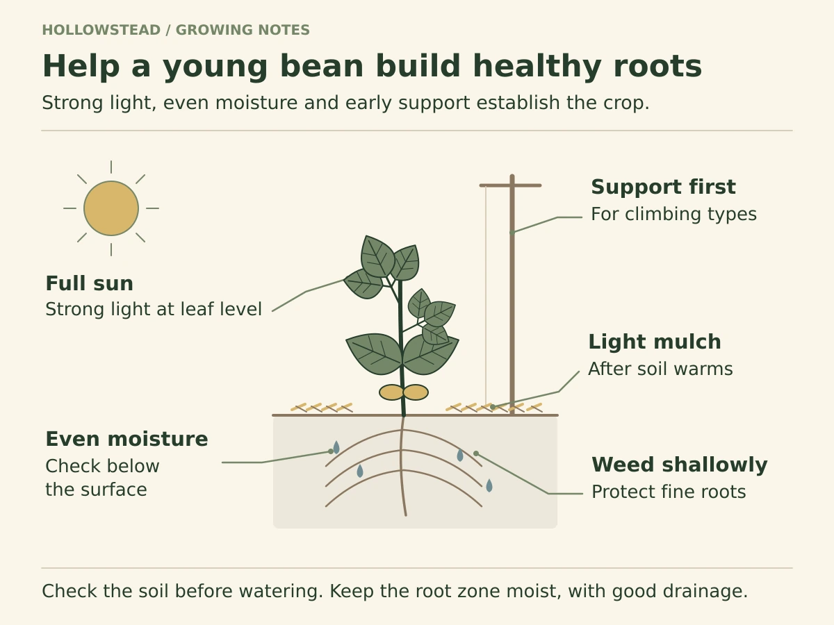 Young bean with simple first leaves and a trifoliate leaf, root cross-section, light surface mulch, sunlight and an installed climbing support.