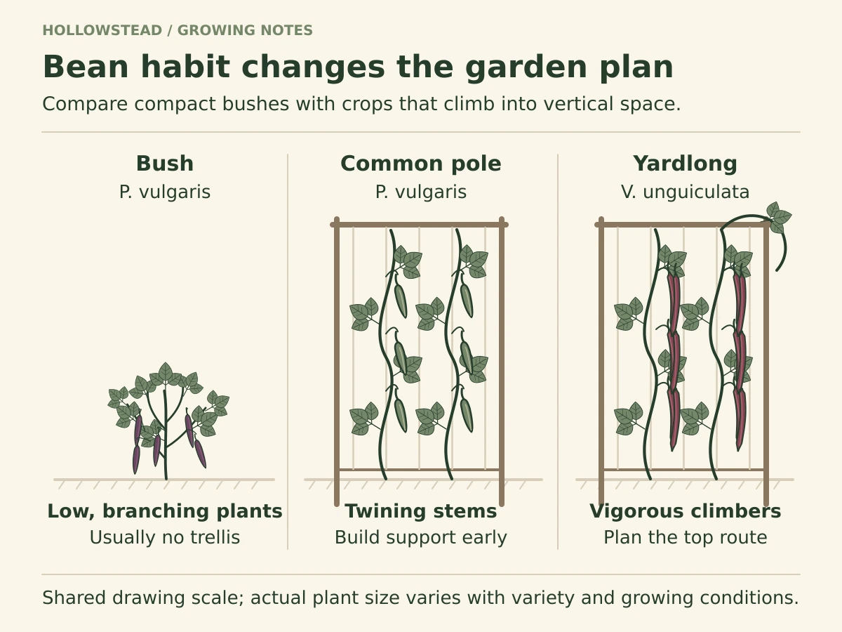 Bush common beans beside common pole beans and yardlong beans on supports at a shared schematic scale. Yardlong vines continue over the support.