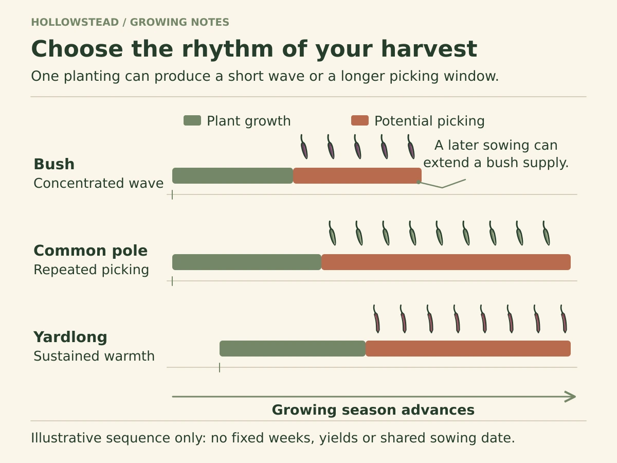 Qualitative season sequence with a concentrated bush-bean picking window, an extended common-pole window and a warm-season yardlong window.