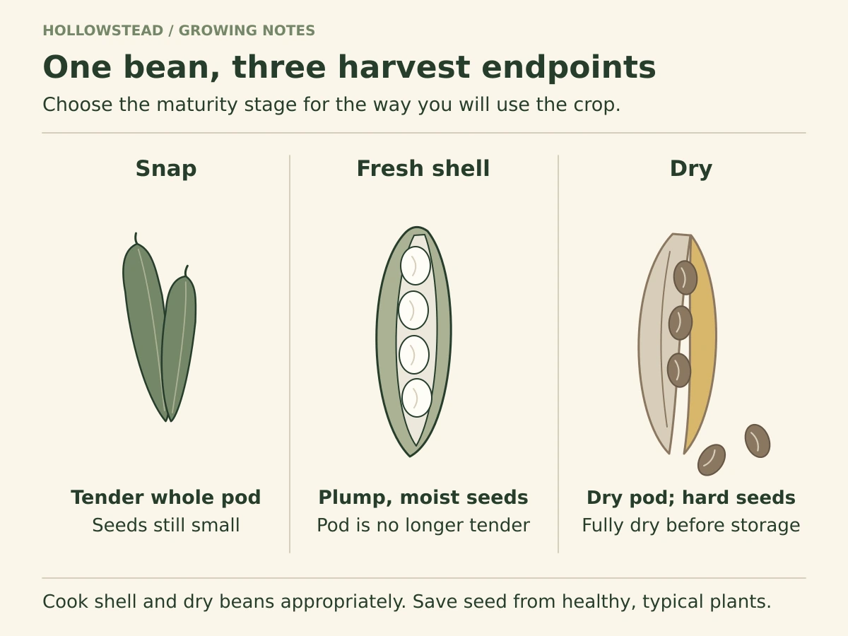 Three common-bean harvest stages: a tender closed green snap pod, a filled fresh shell pod opened to show moist seeds, and a tan brittle dry pod with hard seeds.