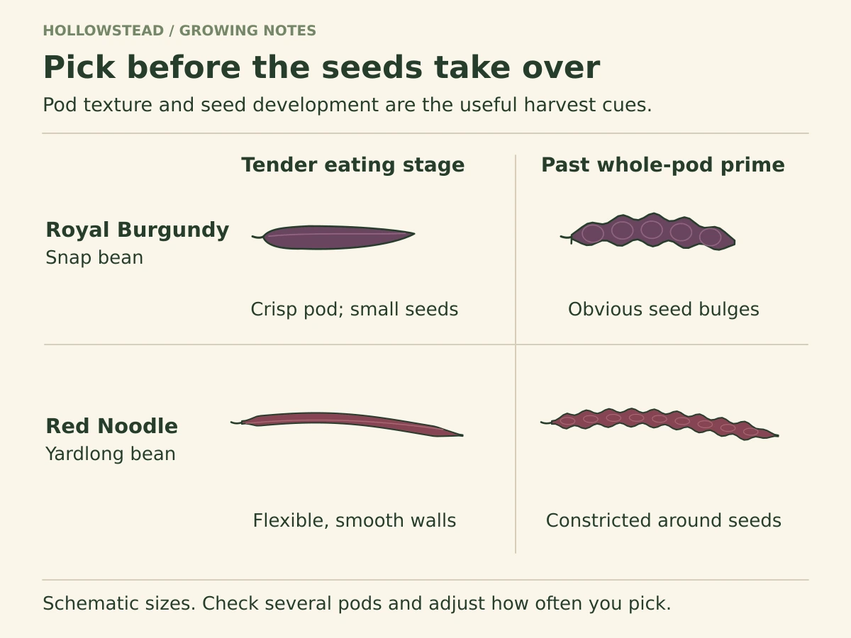 Two-row comparison: Royal Burgundy purple snap beans and Red Noodle maroon yardlong beans, each with a smooth tender pod beside an older seed-bulging pod.