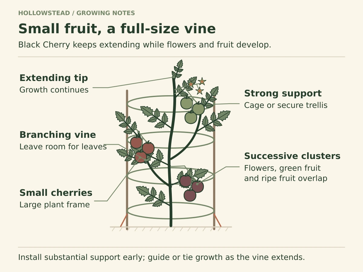 A tall branching Black Cherry tomato vine inside an anchored cage carries flowers, green fruit and dusky ripe cherries at the same time.