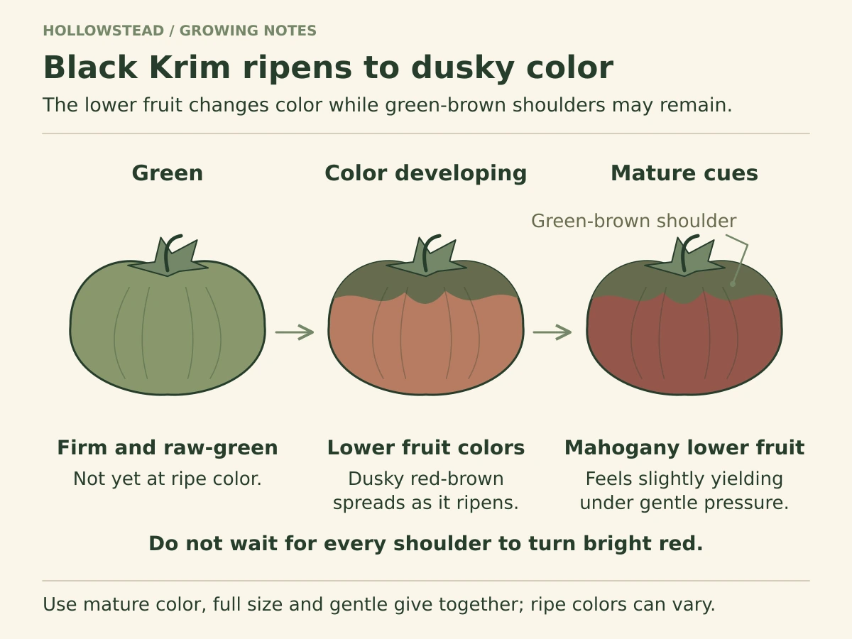 Three large Black Krim tomatoes progress from green to coloring and mahogany maturity; the mature fruit retains green-brown shoulders.
