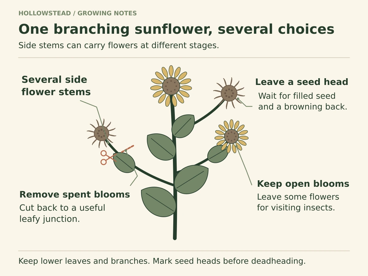 Branching sunflower schematic with multiple side flower stems. One spent side bloom is marked for cutting while a separate seed head is left attached to mature.