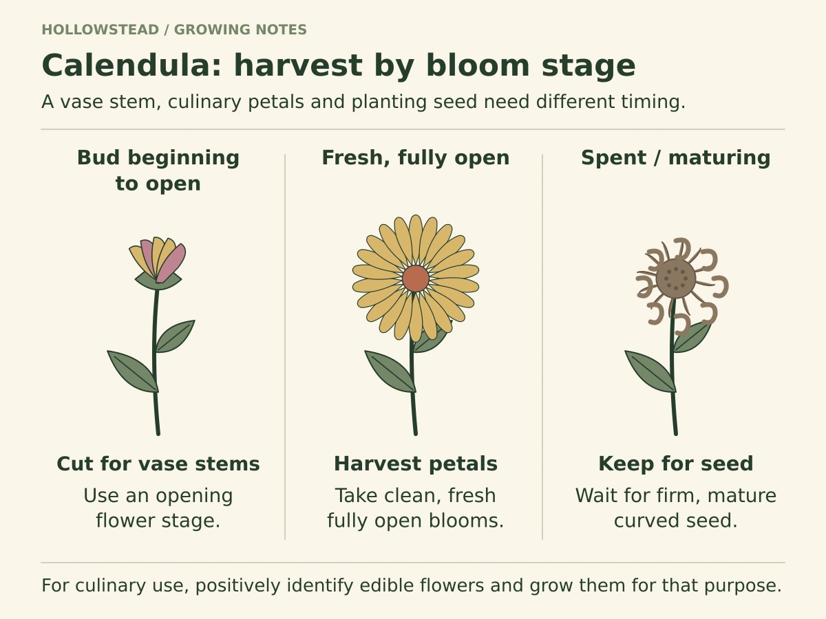 Three calendula stages: a bud beginning to open for cut stems, a fresh fully open flower for culinary petals, and a spent head retained until curved seeds become firm and mature.