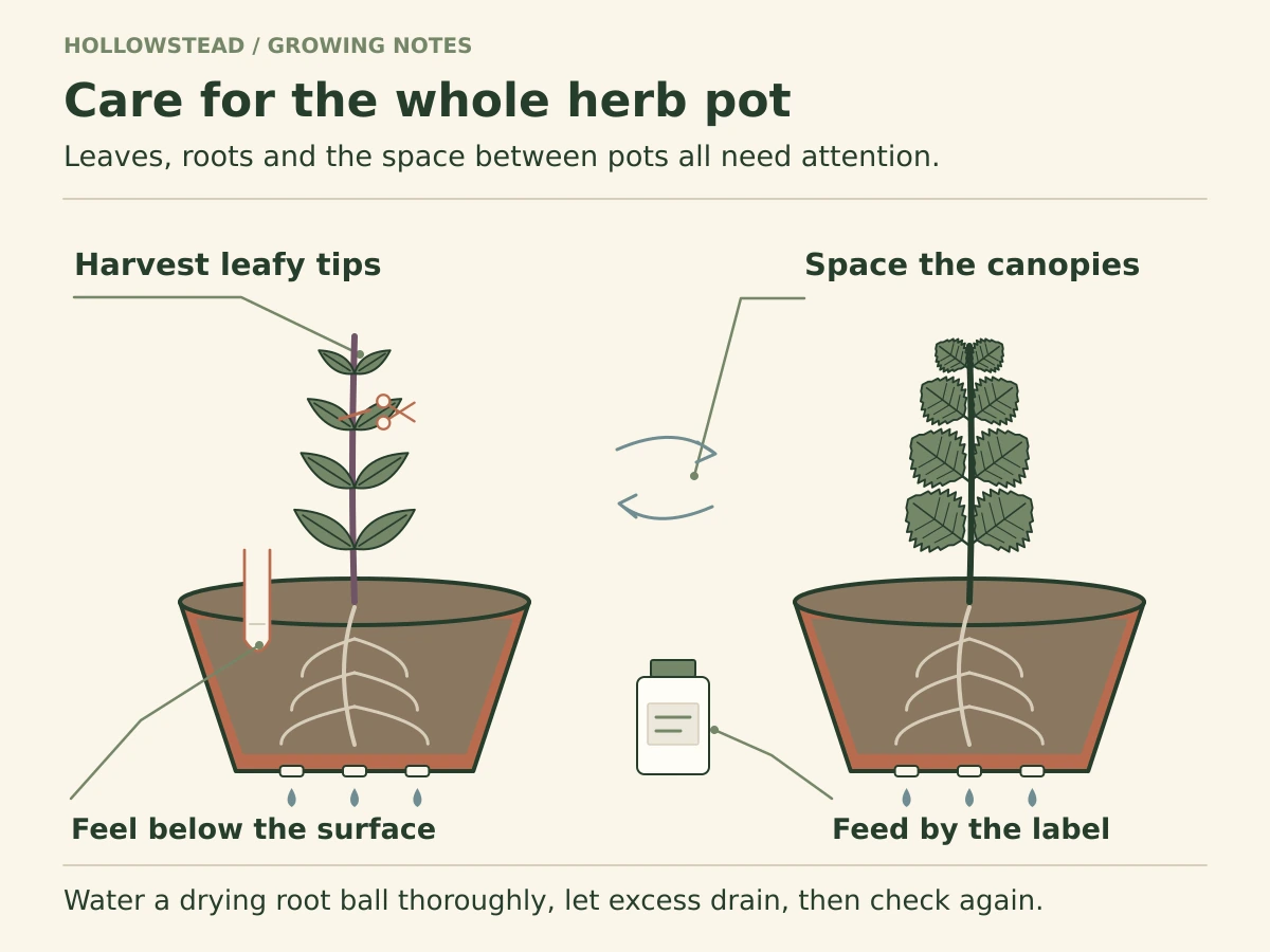 Two separate herb containers with Thai basil and shiso: tip harvest, space around the canopies, a moisture probe below the soil surface, roots and open drainage, and a fertilizer-label reminder.