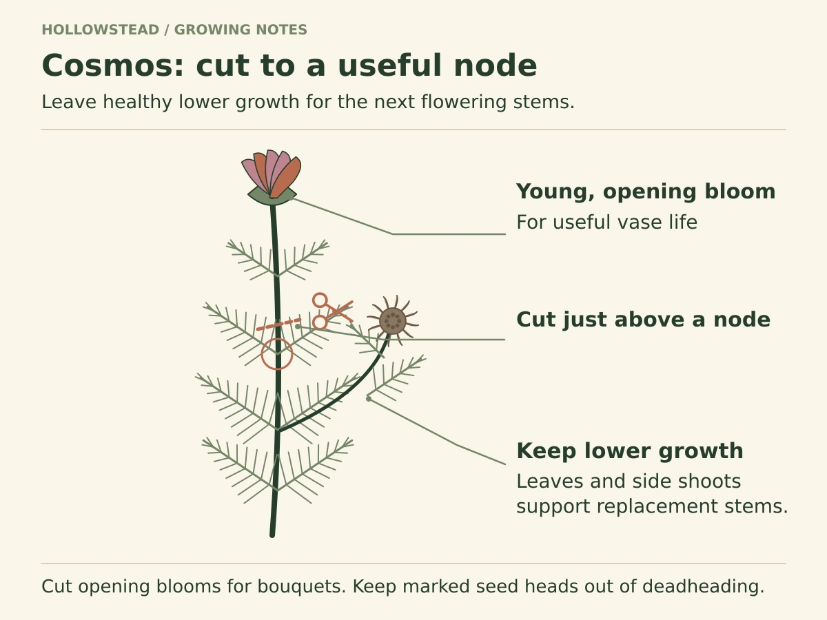 A tall airy cosmos stem with fine divided leaves. A clean cut is marked just above a healthy node, preserving its lower leaves and side growth; an opening flower is shown above.