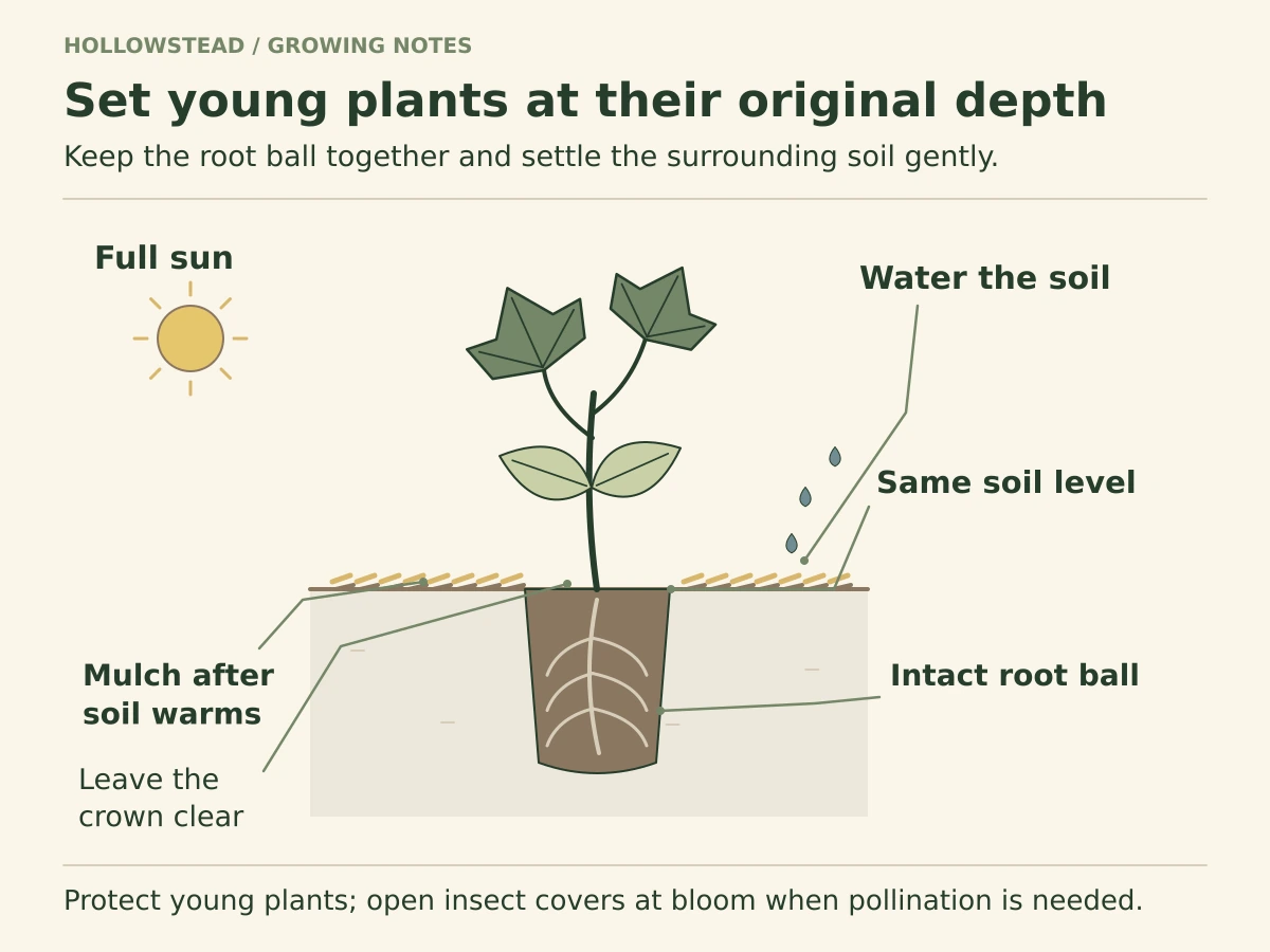 Young cucumber transplant in a soil cross-section, set at its previous soil level with an intact root ball. Labels show full sun, water at the root zone, and mulch added after warming with a gap around the crown.