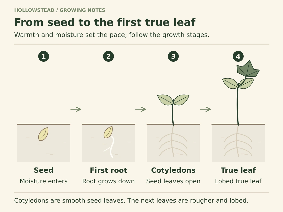 Four cucumber growth stages in soil: dry seed, a seed with its first root, two open smooth cotyledons, and a seedling with a rough lobed true leaf. No fixed day counts are shown.