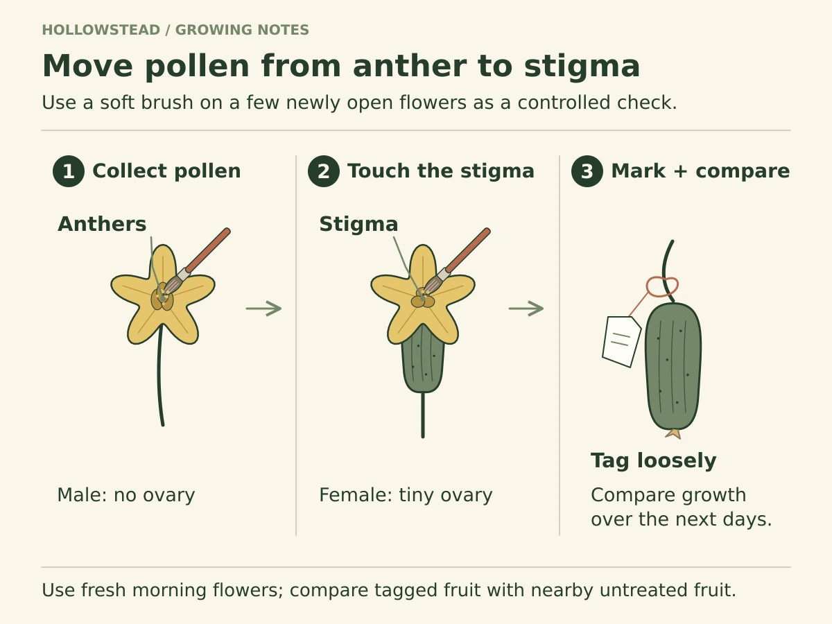 Three-step cucumber hand-pollination diagram. A soft brush collects pollen at the center of a male flower, touches the stigma of a female flower, then a loose tag marks the treated fruit for comparison.