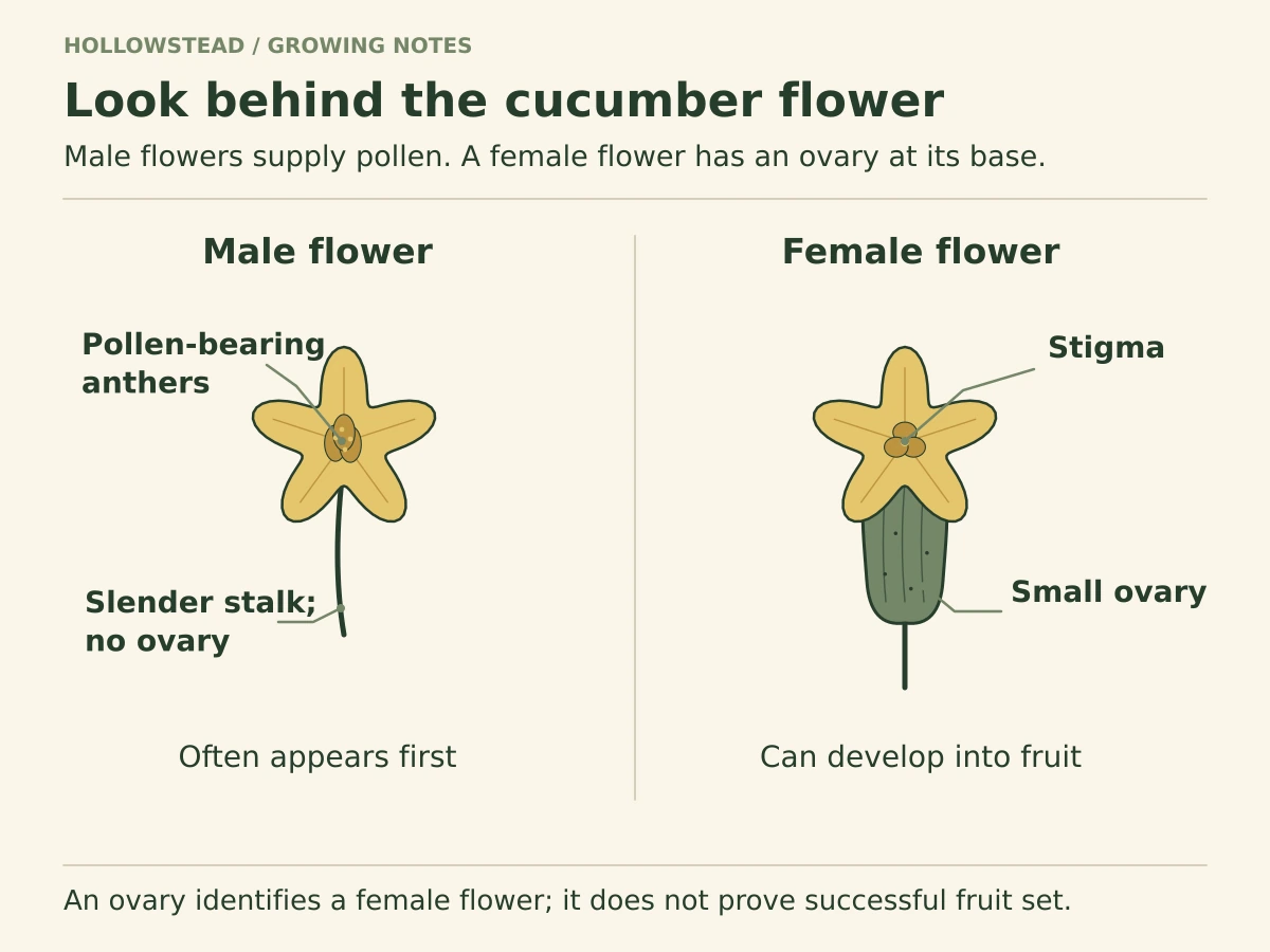 Two cucumber flowers with five yellow lobes: a male flower on a slender stalk and a female flower with a small cucumber-shaped ovary directly behind its petals. Leaders identify anthers, stigma and ovary.