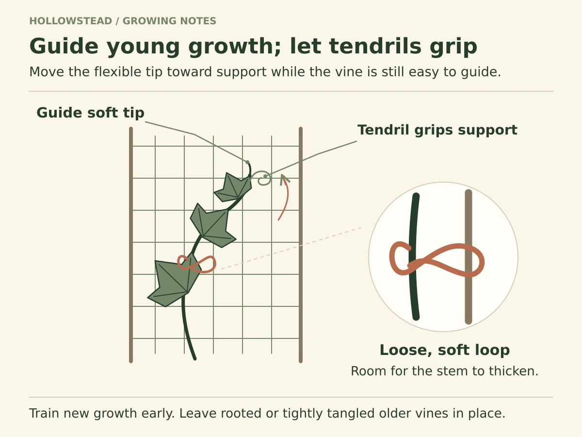 A young cucumber vine is guided onto trellis mesh. A curling tendril grips the support. An enlarged detail shows a soft loose figure-eight tie, leaving room around the stem.