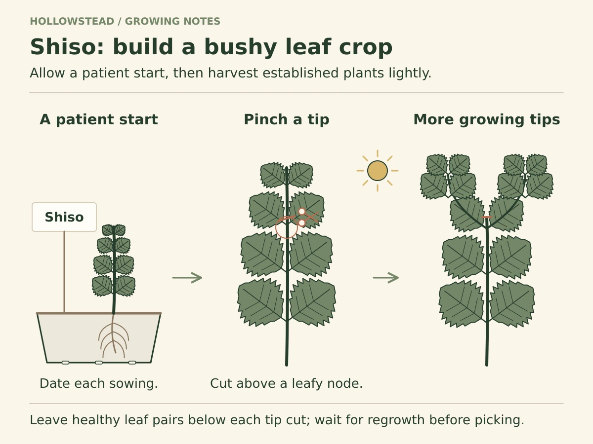 Three shiso stages: a small labeled sowing, a plant pinched above an opposite leaf pair, and a broad serrated-leaf plant with new side branches.