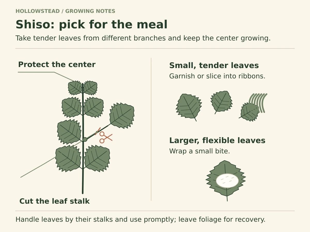 A serrated-leaf shiso plant with an outer leaf-stalk cut away from the stem bud, alongside small garnish leaves and a larger flexible leaf wrapped around a bite.