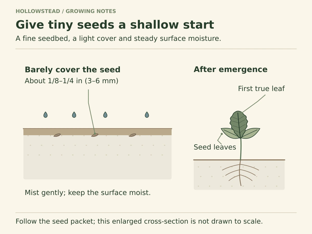 An enlarged soil cross-section shows lettuce seed under a thin cover, water reaching the seed zone, and a seedling with oval seed leaves and a first true leaf.