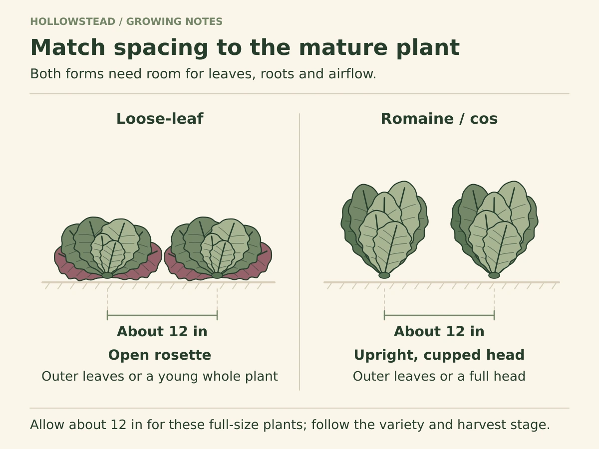 Two broad loose-leaf lettuce rosettes and two upright romaine heads are shown with center-to-center spacing lines labeled about 12 inches.