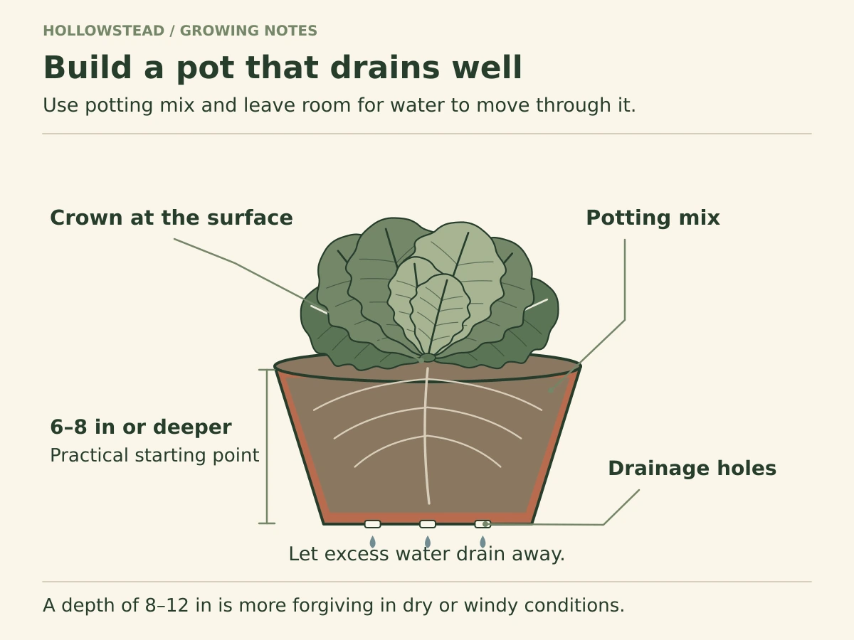 A lettuce plant in a cutaway pot has its crown at the mix surface, spreading roots in potting mix, and unobstructed drainage holes with water exiting below.