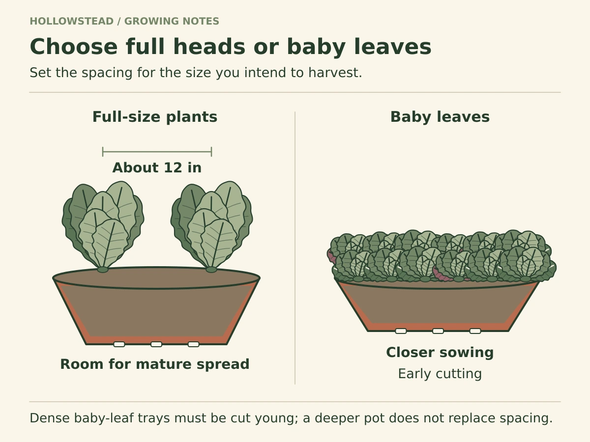 A wide container holds two spaced romaine heads, while a second shallow tray holds many small lettuce plants intended for early baby-leaf cutting.