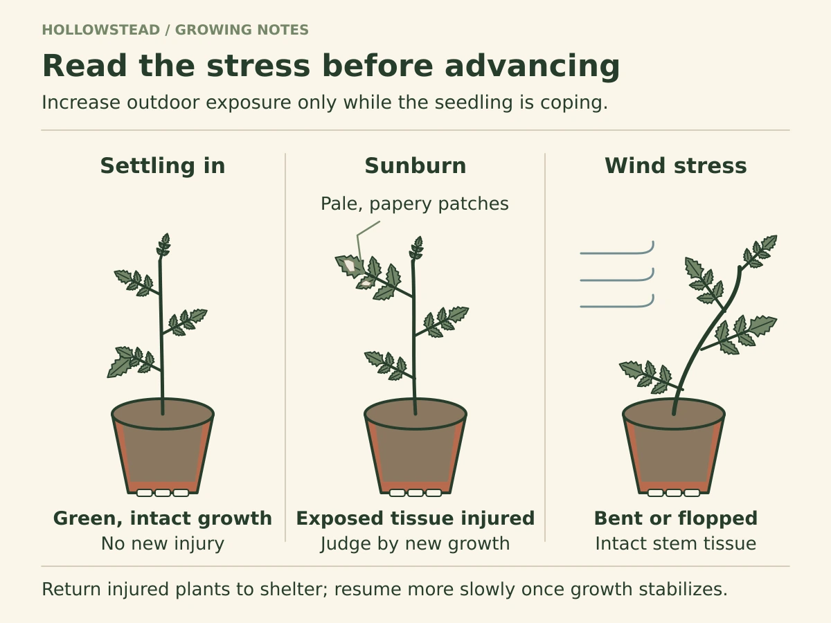 Three tomato seedlings illustrate normal settling with green growth, sunburn with pale papery patches, and wind stress with an intact bent stem.