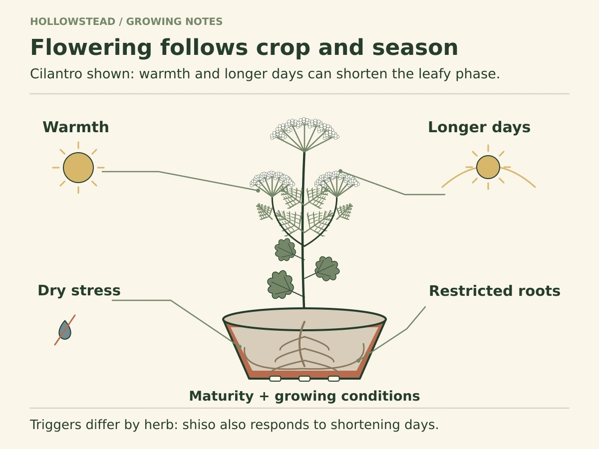 Flowering cilantro with lobed lower leaves, fine upper foliage and white umbels above a confined root zone, surrounded by warmth, longer-day, dry-stress and root-restriction cues.