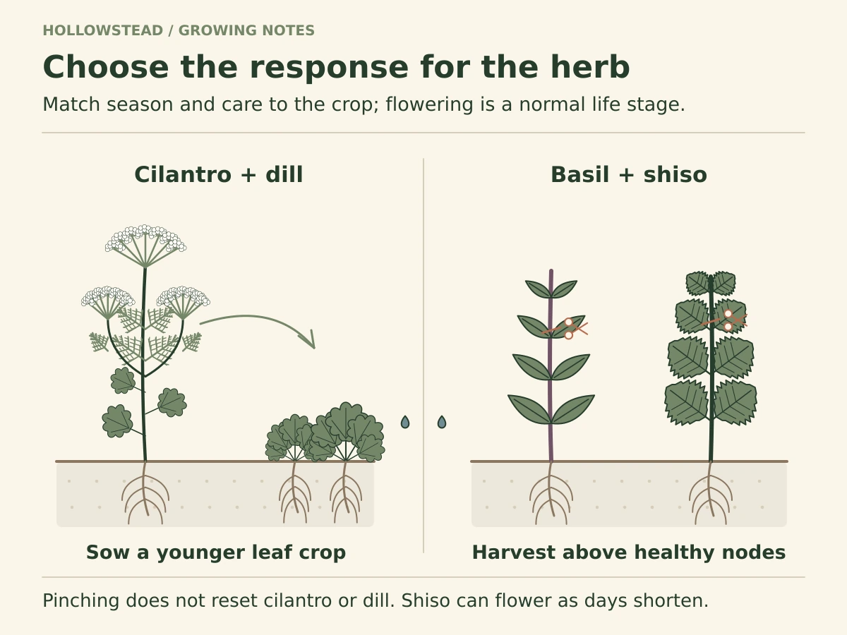 Two contrasting herb strategies: flowering cilantro with a younger replacement sowing for cilantro and dill, and Thai basil and shiso with light tip cuts above retained leaf nodes for continued branching.