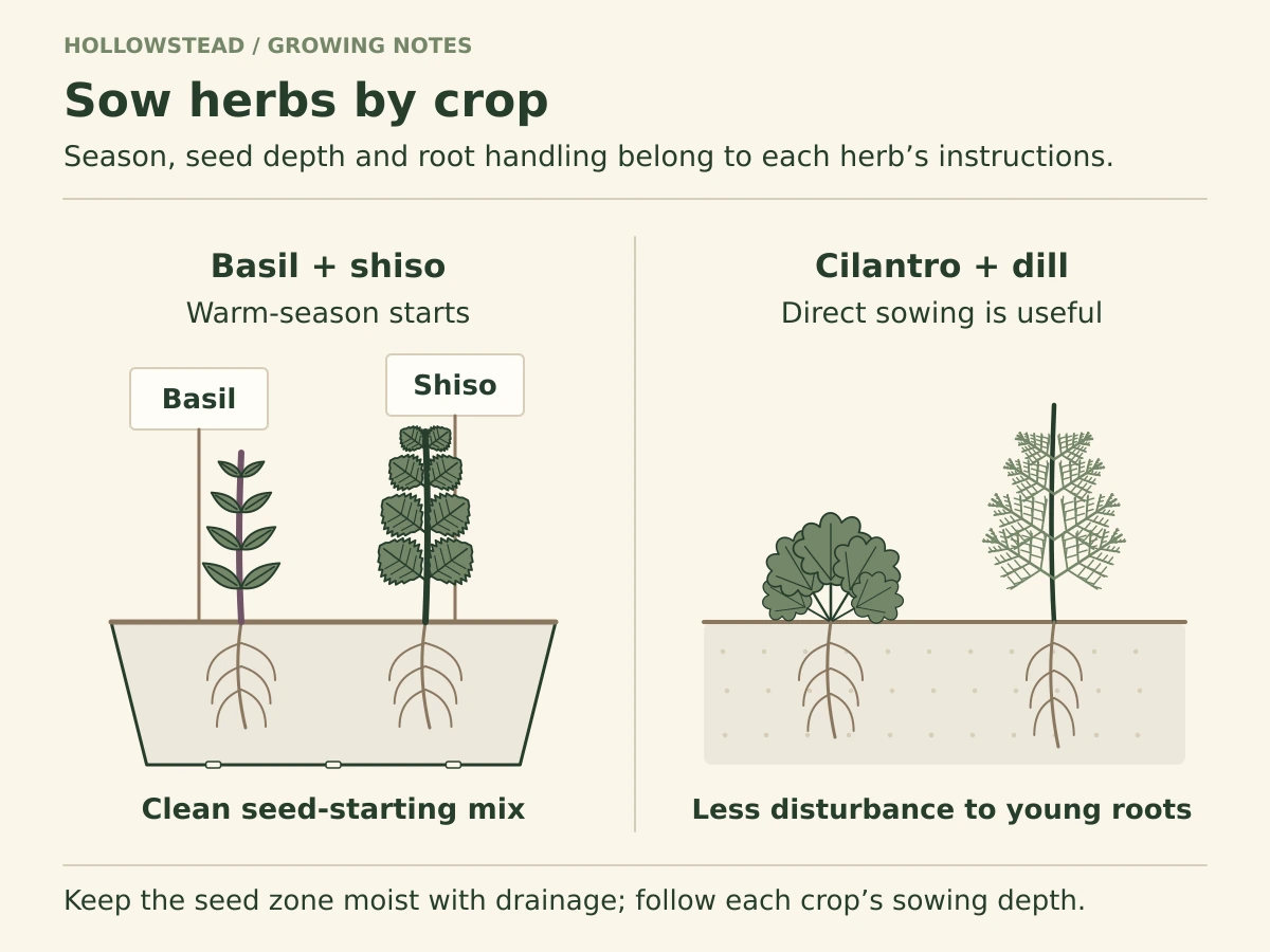 Two herb sowing routes: a labeled clean indoor tray for warm-season basil and shiso, and direct-sown cilantro and dill with undisturbed young roots in a seedbed.