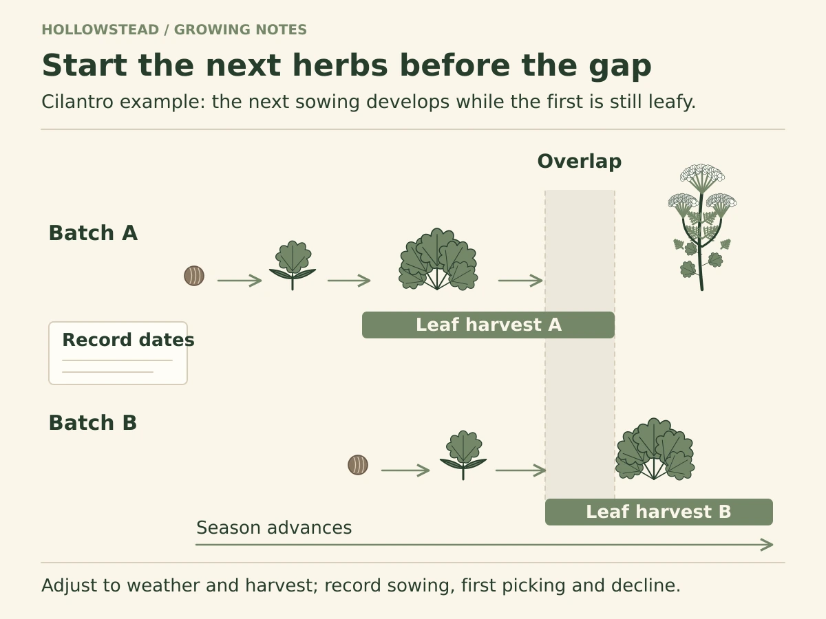 An illustrative cilantro succession timeline with two offset sowings, seedling and leaf stages, flowering of the older batch, and overlapping leaf-harvest bars.