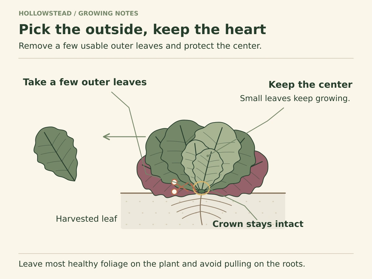 A lettuce rosette has a harvest mark at the base of one outer leaf and a detached leaf beside it. The small inner leaves and central crown are highlighted to remain intact.