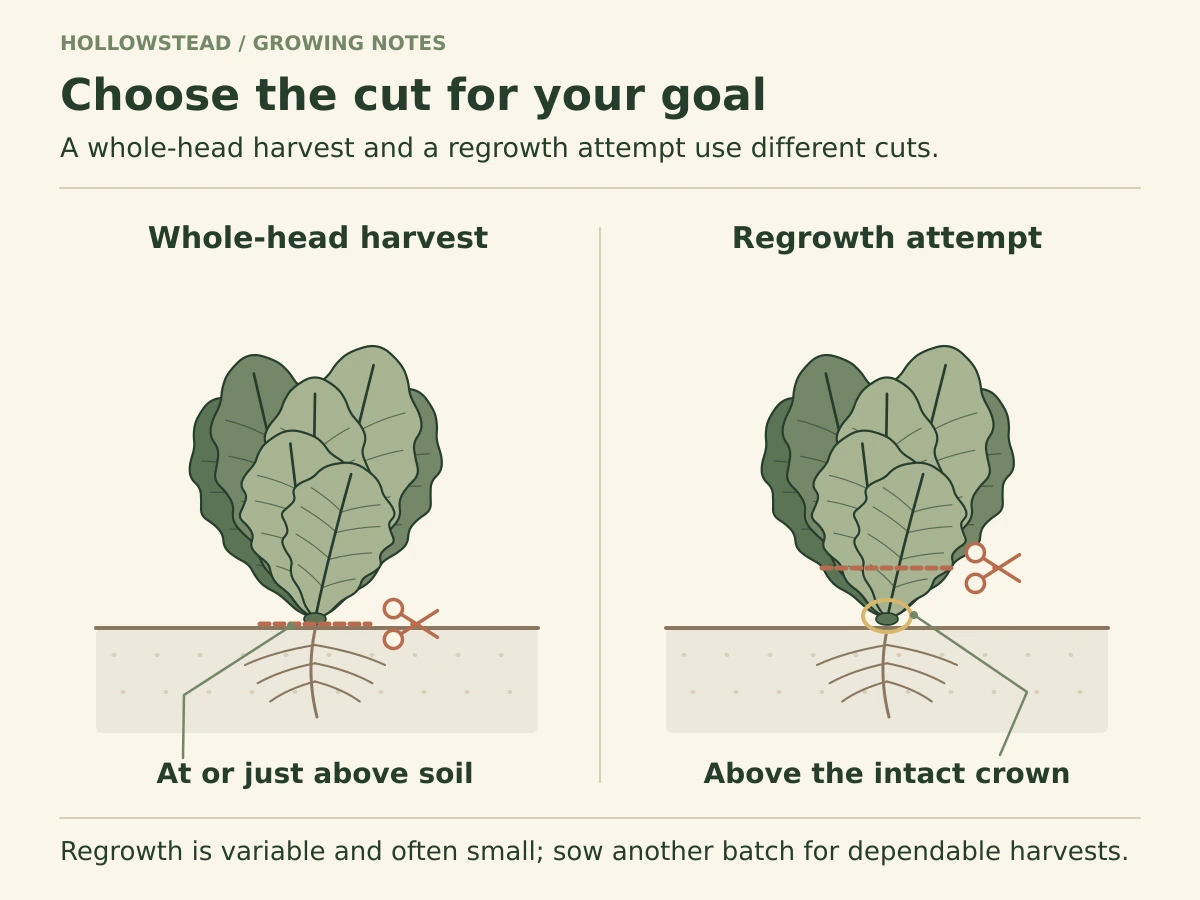 Two mature romaine plants show a whole-head cut at the soil surface and a higher leaf cut above the intact crown, with a warning that regrowth is variable.