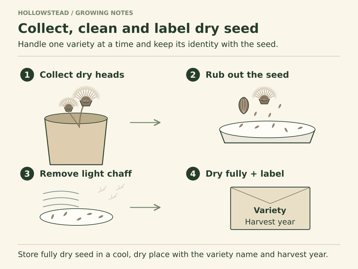 Four illustrated steps show dry lettuce heads collected into a paper bag, seeds rubbed onto a tray, light chaff separated from firm seed, and fully dried seed in a labeled envelope.