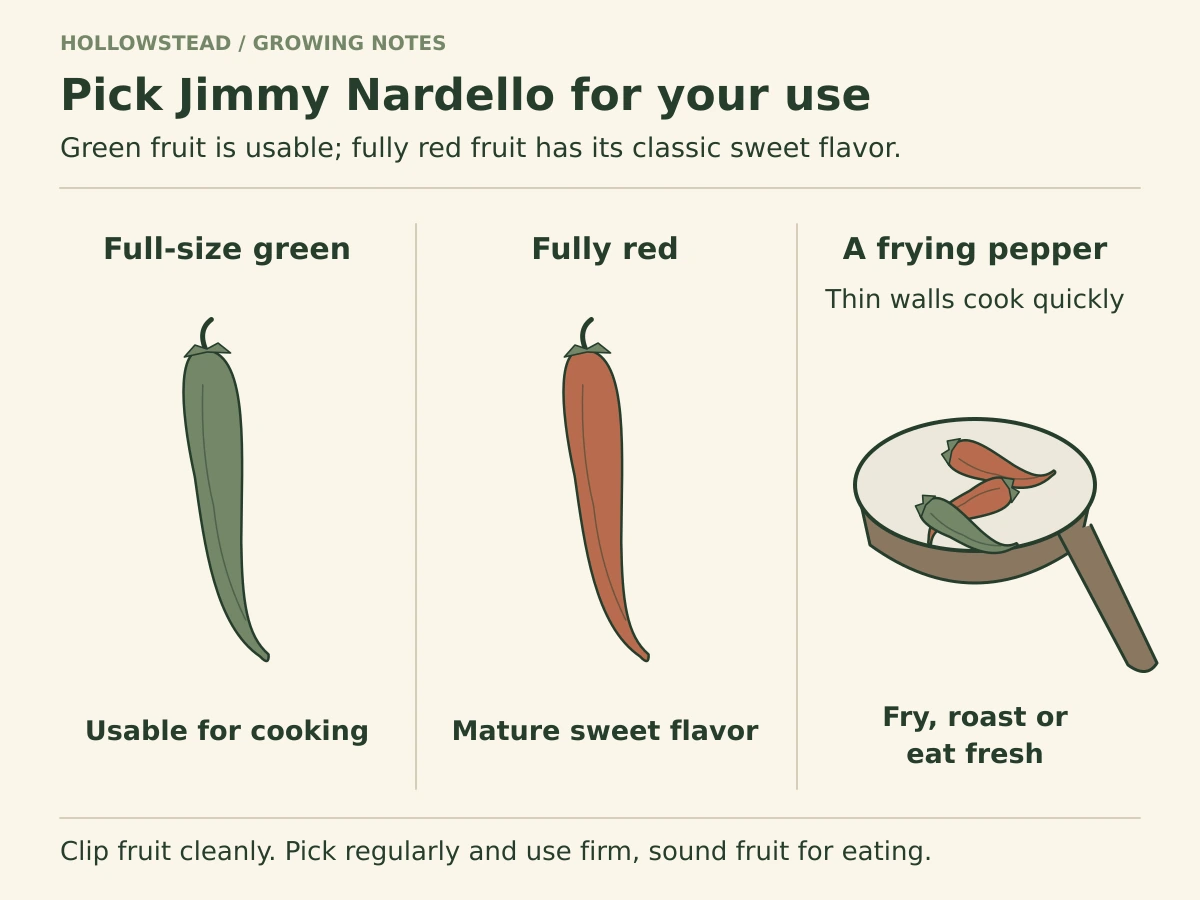 Long slender Jimmy Nardello peppers are shown full-size green, fully red, and in a frying pan as a cooking use.