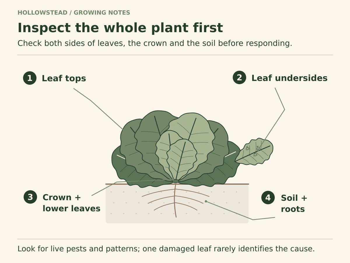 A lettuce plant is shown above a soil cross-section with four labeled inspection zones: leaf tops, leaf undersides, crown and lower leaves, and soil moisture and roots.