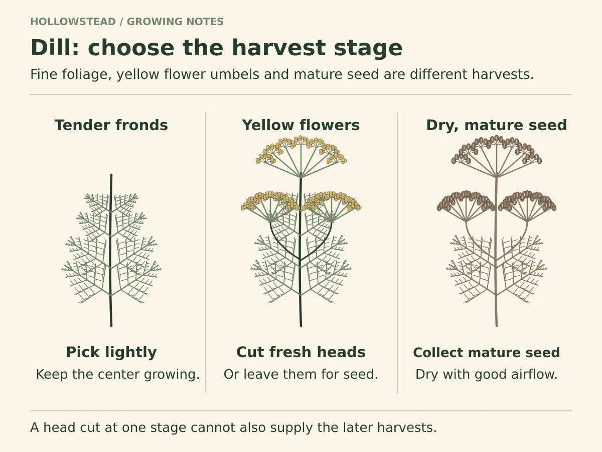 Three botanically distinct dill harvest stages: finely divided green fronds, compound umbels of yellow flowers, and tan-brown umbels bearing mature dry seed.