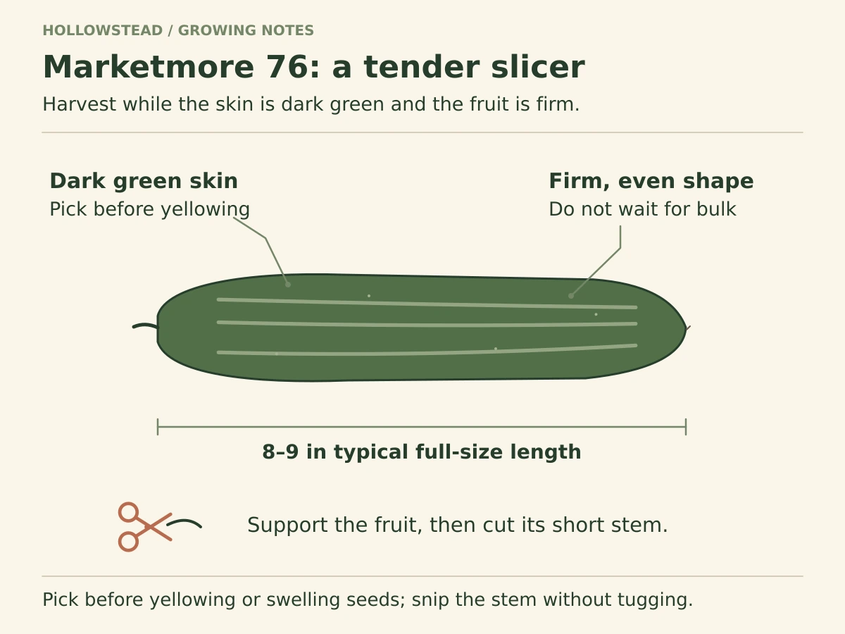 A long, straight Marketmore 76 cucumber has dark green skin and even thickness. A dimension marks its typical eight-to-nine-inch slicing length.
