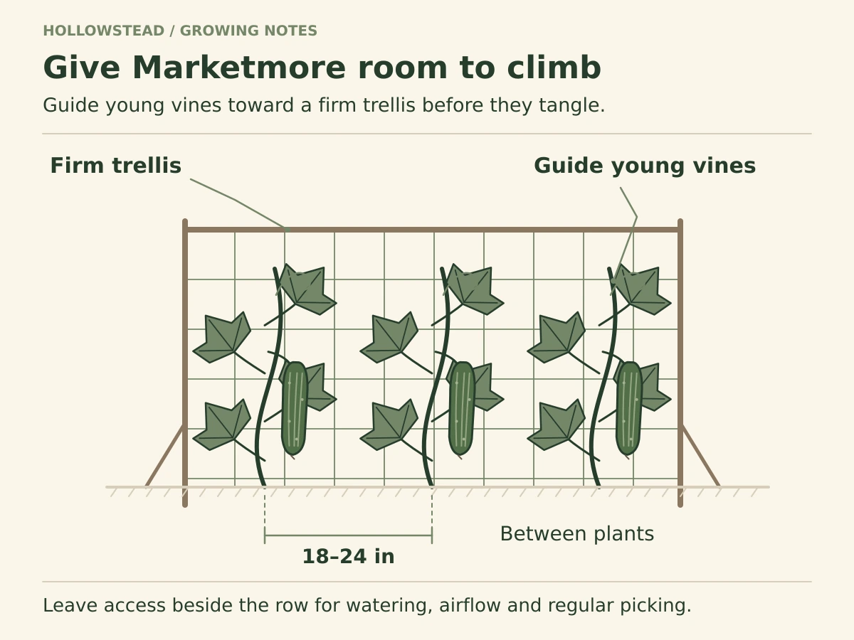 Three Marketmore 76 cucumber vines climb a braced mesh trellis. A dimension between adjacent plant bases shows eighteen-to-twenty-four-inch spacing.