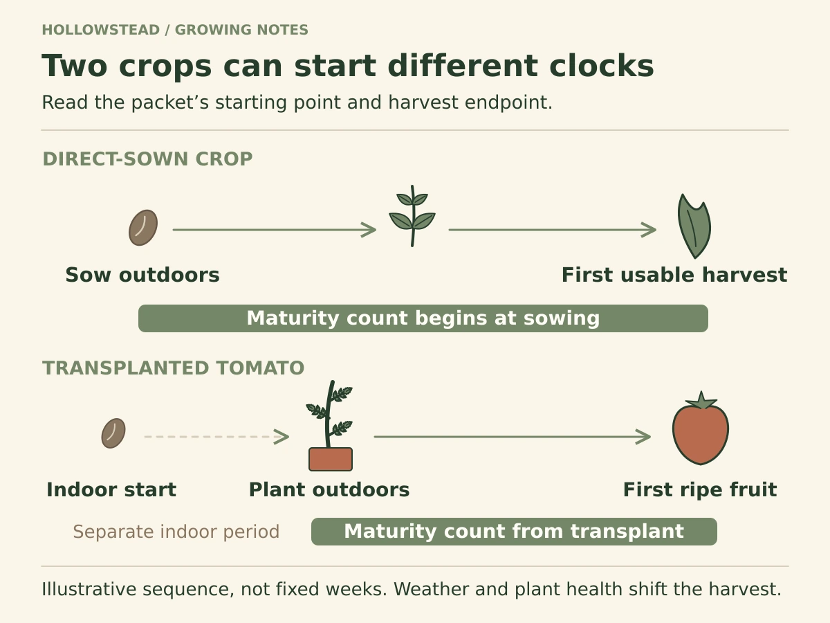 Two maturity timelines. A direct-sown crop counts from outdoor sowing to first usable harvest. A transplanted tomato has a separate indoor period followed by a transplant-to-first-ripe-fruit count.