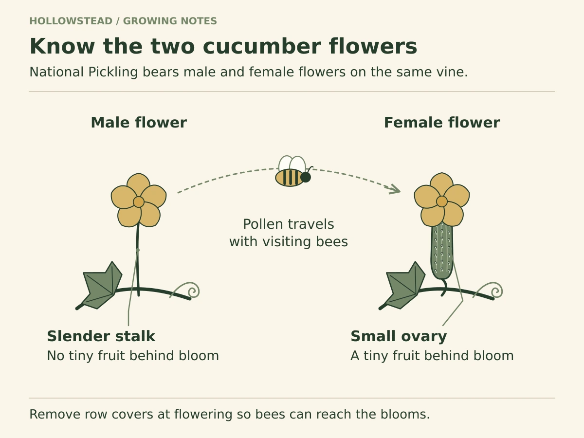 A male cucumber flower grows on a slender stalk. A female flower sits above a small cucumber-shaped ovary. A bee and arrow show pollen moving between the flowers.