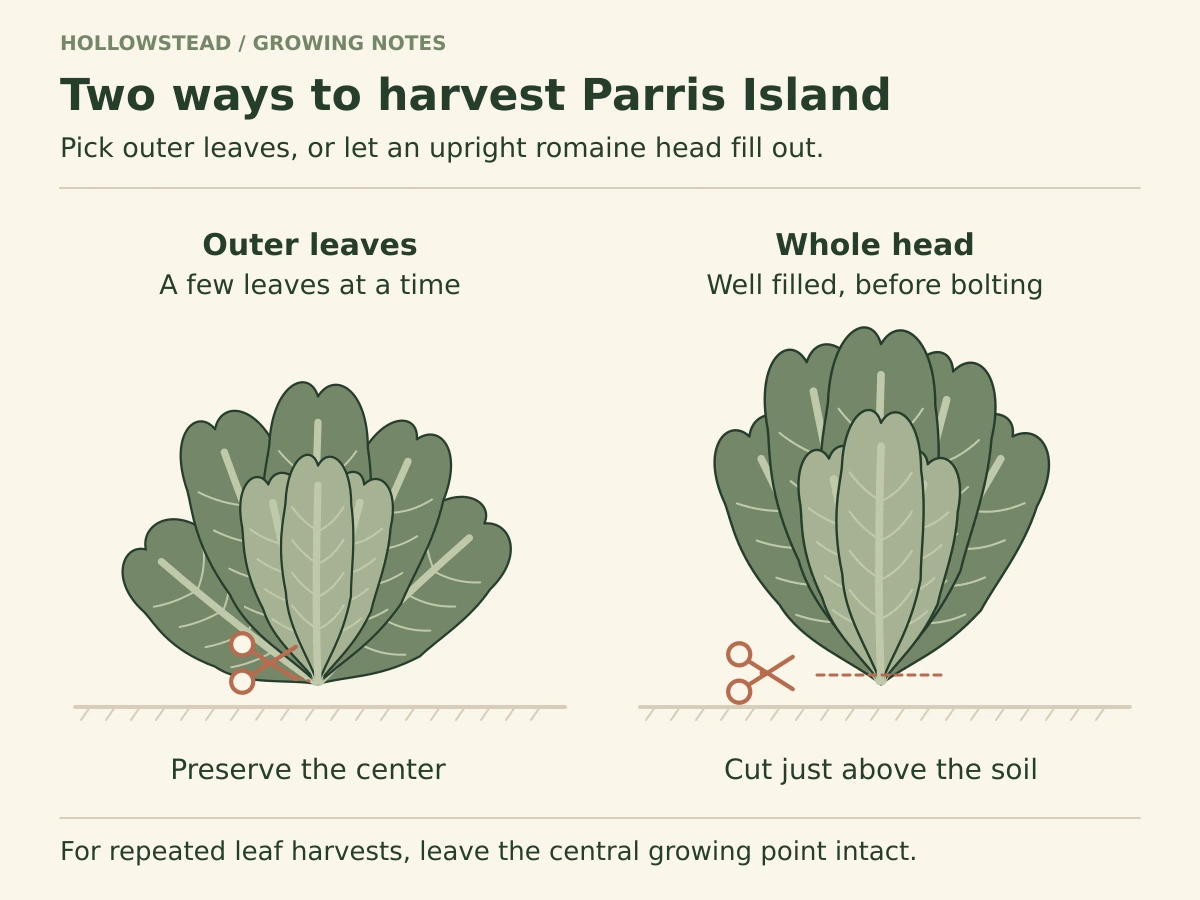 Two upright Parris Island Cos lettuce plants show leaf harvest on the left and whole-head harvest on the right. A cut mark at the base of the filled head sits above soil level.