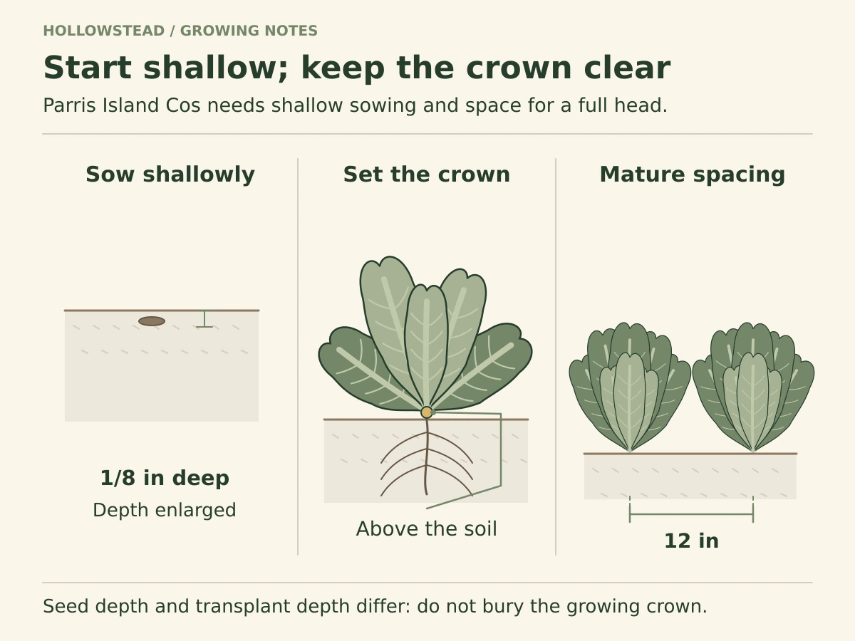 Three planting diagrams show lettuce seed one-eighth inch below the surface, a transplant with its crown above soil, and two mature Parris Island heads twelve inches apart.