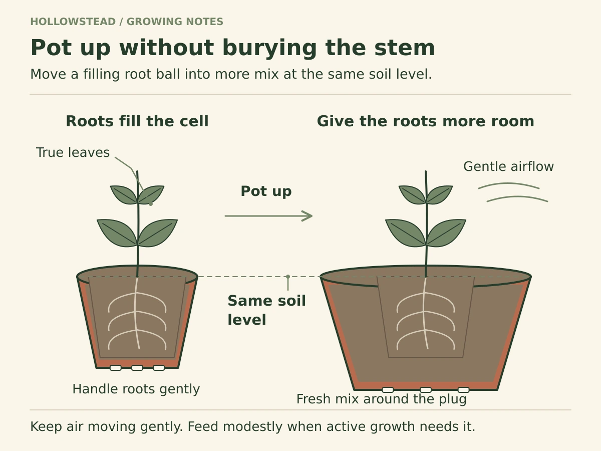 A pepper seedling moves from a small pot into a larger pot while the original soil line remains level with the new mix.