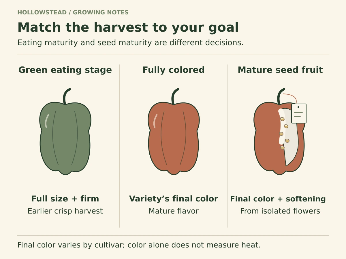Three pepper harvest goals: full-size firm green fruit, fully colored fruit for mature flavor, and marked fully mature seed fruit with a cutaway showing seed.