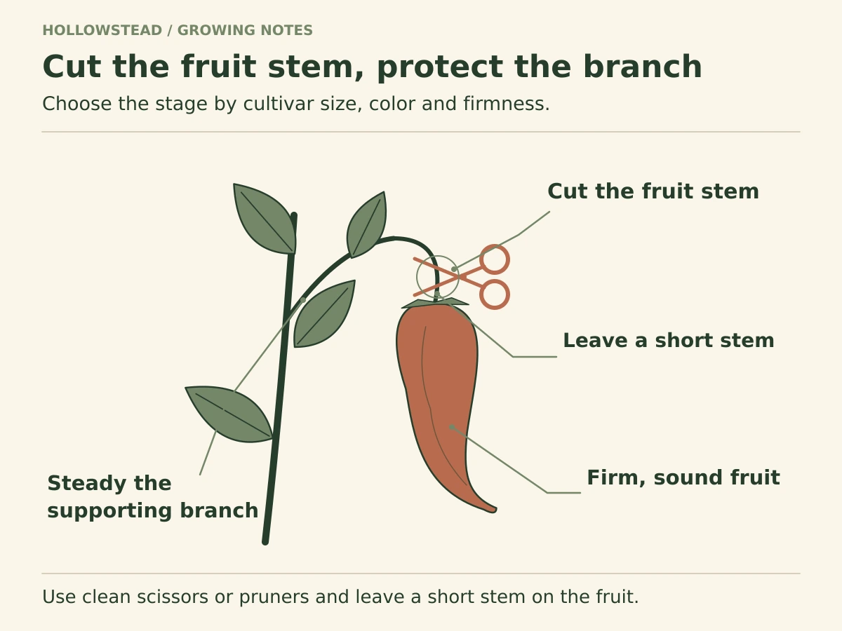 An enlarged pepper branch shows open pruner blades around the fruit pedicel, away from the main branch, with a short length of pedicel remaining above the pepper.