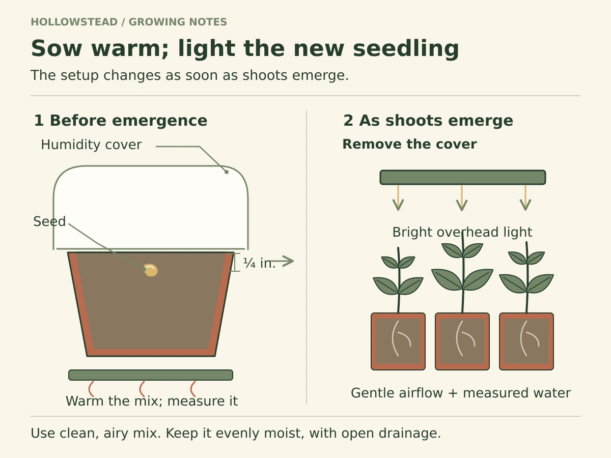 Two pepper sowing stages: a covered warm cell with seed one quarter inch below the mix, followed by an uncovered seedling tray under an overhead light.