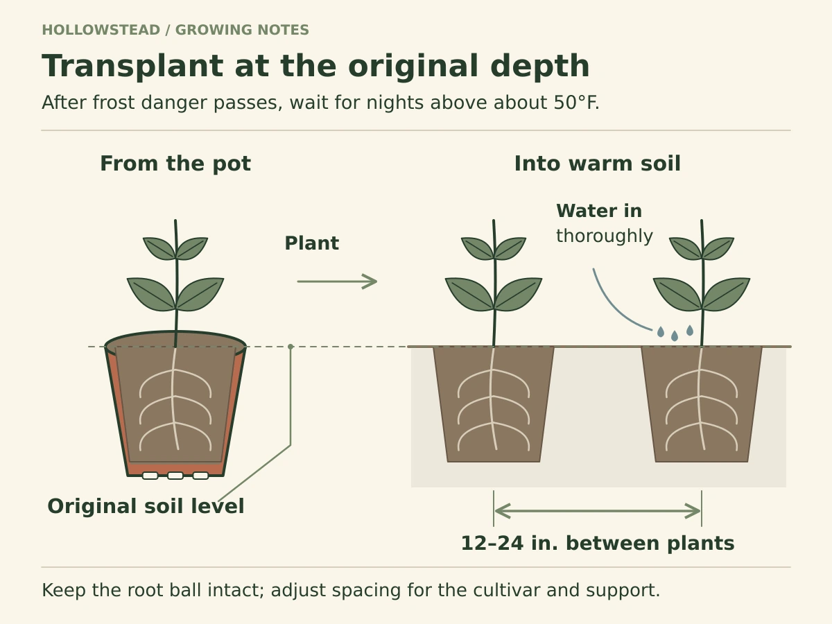 A pepper in its starting pot and two transplanted peppers share the original soil level; intact plugs sit beneath the surface with twelve to twenty-four inch spacing.