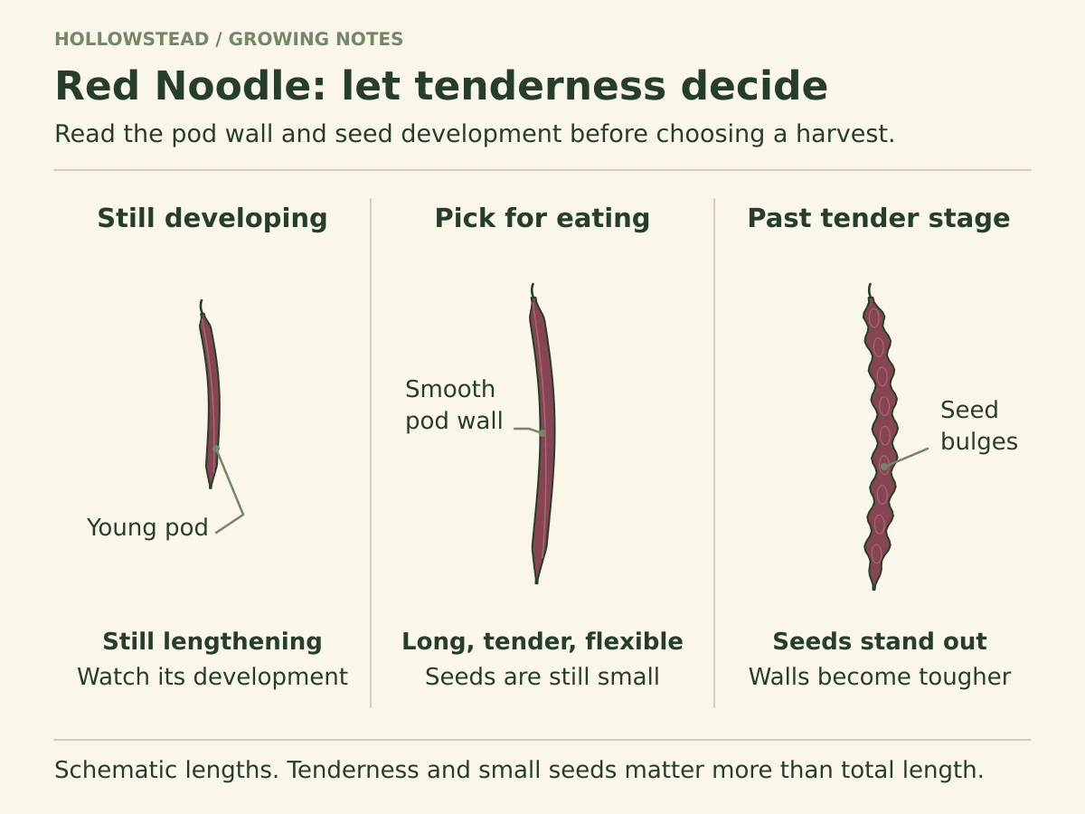 Three Red Noodle pod stages: a young slender pod, a long smooth tender pod, and an older pod visibly constricted around enlarged seeds.