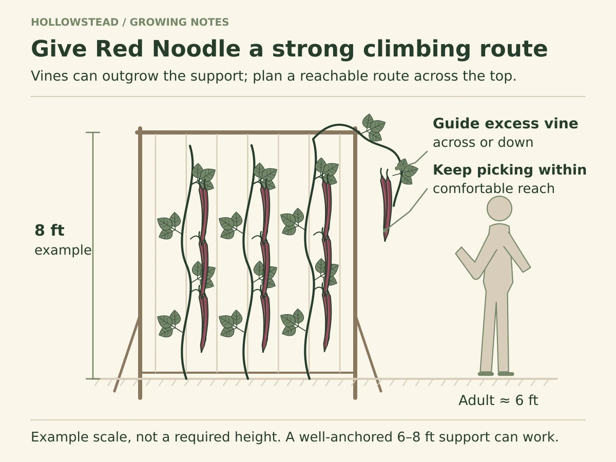 Red Noodle vines and long maroon pods on an eight-foot example trellis, with an approximately six-foot adult for scale and vine growth guided across the top.