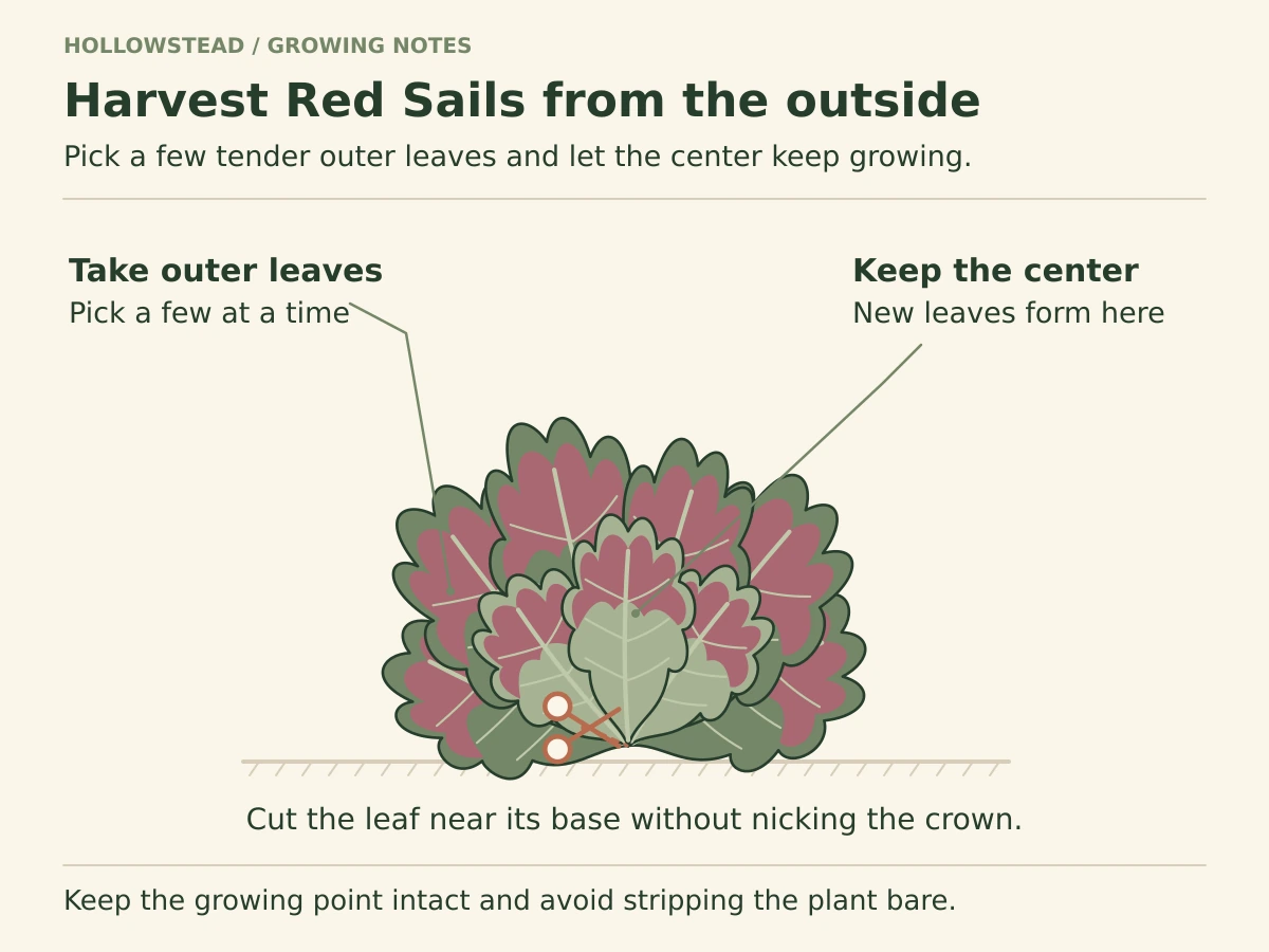 A ruffled Red Sails lettuce rosette has red-tipped outer leaves around a smaller green center. Leaders identify an outer leaf to harvest and the central growing point to preserve.
