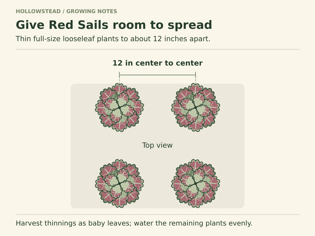 A top view shows four open Red Sails lettuce rosettes. Center marks and a dimension between neighboring plants show twelve-inch mature spacing.