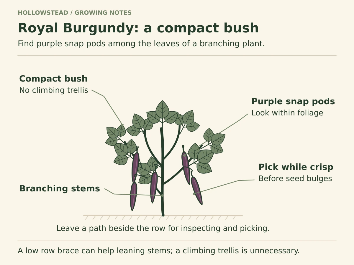 Compact Royal Burgundy bean bush with clearly trifoliate foliage, branching stems and short purple pods borne among its leaves, without climbing support.